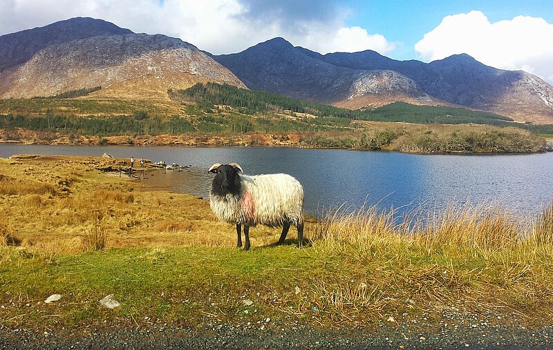 Individualreise Irland intensiv erleben