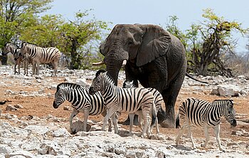 Selbstfahrertour Namibia - Die große Runde - Platinum
