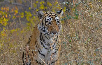 Privatreise Indien - Safari-Abenteuer im Norden