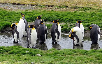 Gruppenreise Südamerika: Zwischen Kaimanen und Pinguinen