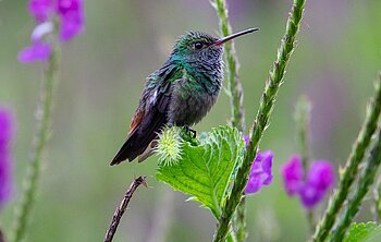 Selbstfahrertour Costa Rica - Naturparadies kompakt