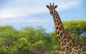 Selbstfahrertour Namibias Höhepunkte - Platinum