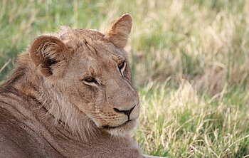 Löwe Botswana Botswanas Norden - mobile Zeltsafari