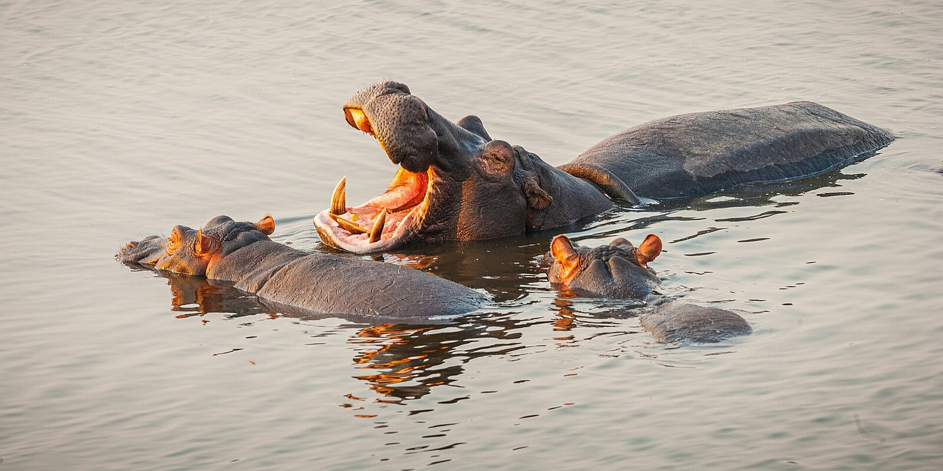 Drei Flusspferde baden in einem ruhigen Gewässer in Botswana, eines davon mit weit aufgerissenem Maul.
