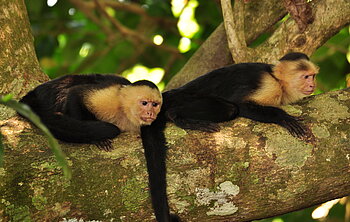 Kapuzineraffen in Costa Rica Costa Rica privat mit Guide PAZIFIK