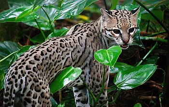 Kleingruppenreise Belize Pur