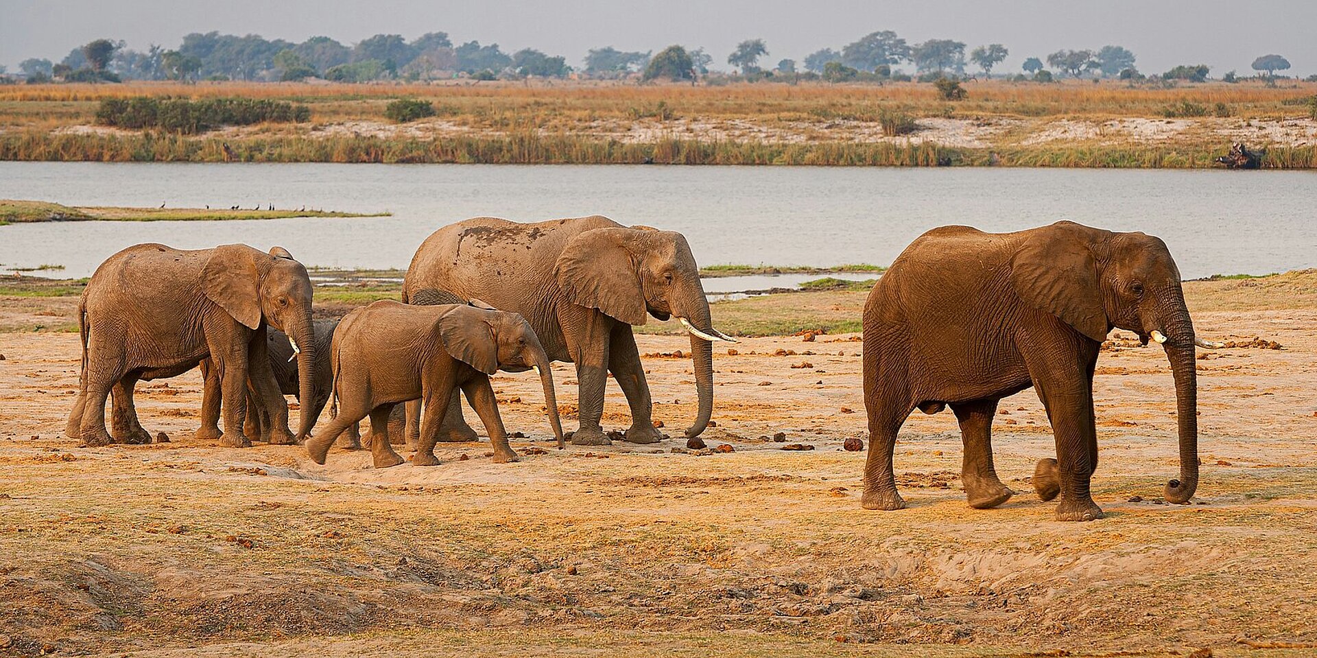 Fünf Elefanten gehen am Ufer eines Flusses entlang in einer offenen Savannenlandschaft.